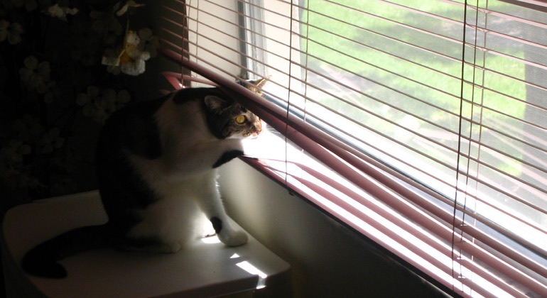 Cat looking through aluminum blinds in Bluff City.